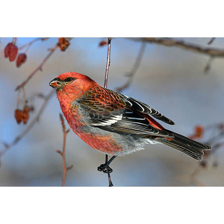 Geof Burbidge Winter Greeting Cards