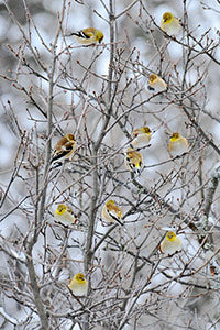 Geof Burbidge Winter Greeting Cards